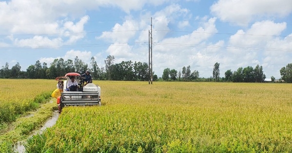 Около 300 тыс. домохозяйств, занимающихся выращиванием риса в 3 провинциях дельты Меконга, участвуют в сокращении выбросов парниковых газов