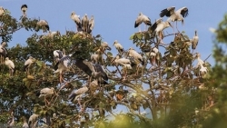 Необходимо усилить защиту диких птиц во время миграционного сезона