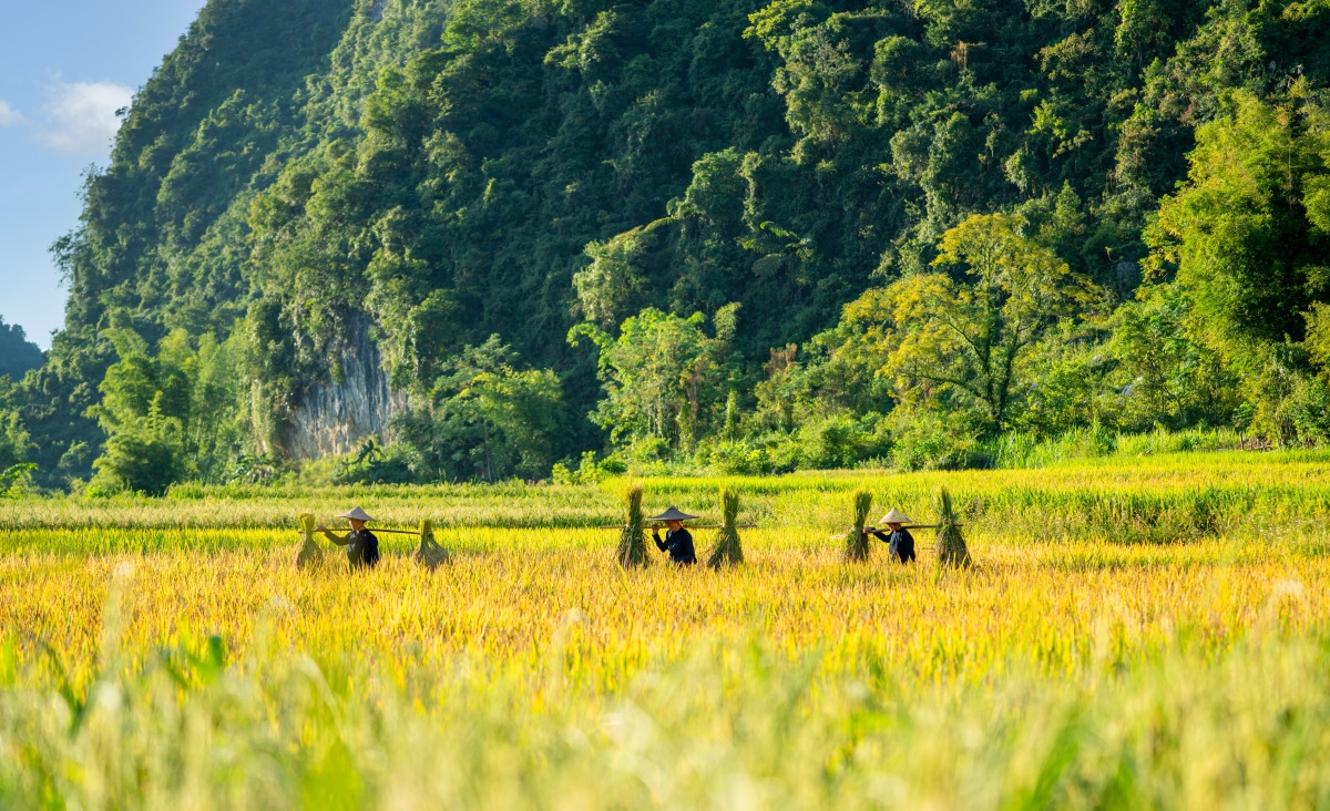 Четыре достопримечательности «золотого сезона» в провинции Каобанге