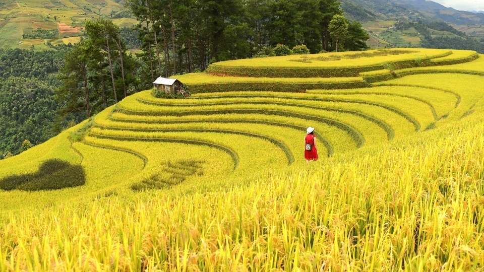 Тысячи туристов едут в Мукангчай, чтобы увидеть золотые рисовые террасы