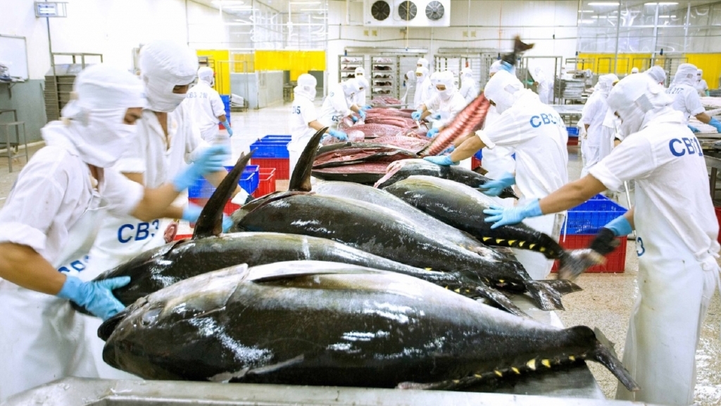 Впервые тунец стал миллиардной отраслью Вьетнама