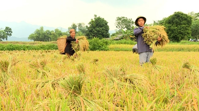 Вьетнам желает стать инновационным центром продовольственной системы в регионе