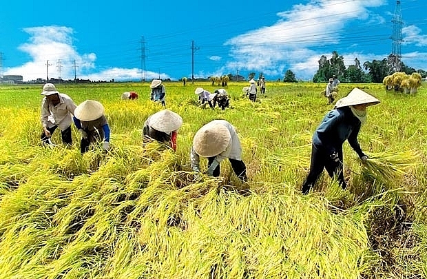 4 провинции Вьетнама и провинция Юньнань (Китай) развивают сотрудничество в сфере сельского хозяйства