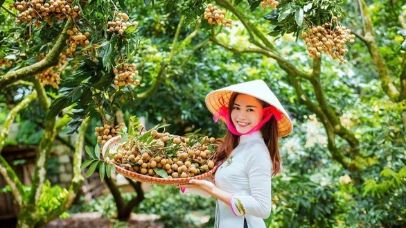Япония откроет рынок для вьетнамского лонгана в ноябре