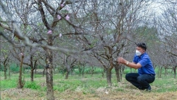 Красота персиковых деревьев в коммуне Суаньзу