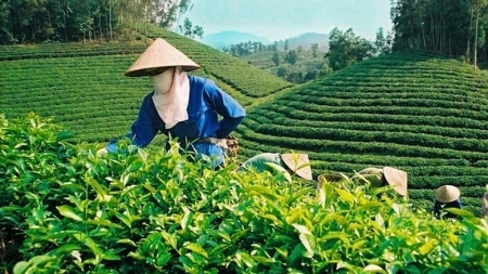 Вьетнамский чай лидирует на тайваньском рынке