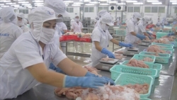 Еще 6 вьетнамских заводов по производству сиамского пангасиуса получили лицензию на экспорт в США