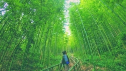 Бамбуковый лес в уезде Мукангчай