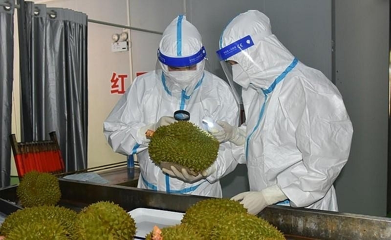 Китай высоко оценил качество первой партии дуриана из Вьетнама