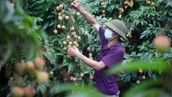 Охрана географических указаний сельскохозяйственной продукции Бакжанг за рубежом показывает свою эффективность
