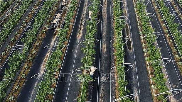 Ханой продвигает высокотехнологичное сельскохозяйственное производство