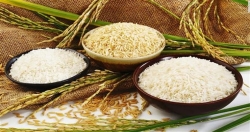 Объем экспорта вьетнамского риса в страны Африки резко увеличился за первое полугодие текущего года