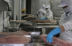 Экспорт тунца в Перу увеличился более чем в 2000 раз