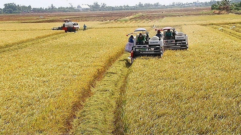 35 лет делу обновления: развитие экспорта риса