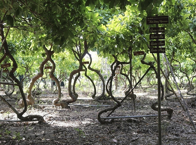 Посещение уникального сада деревьев Шала в Ниньтхуане