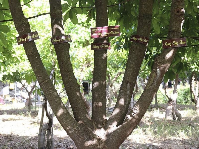 Посещение уникального сада деревьев Шала в Ниньтхуане