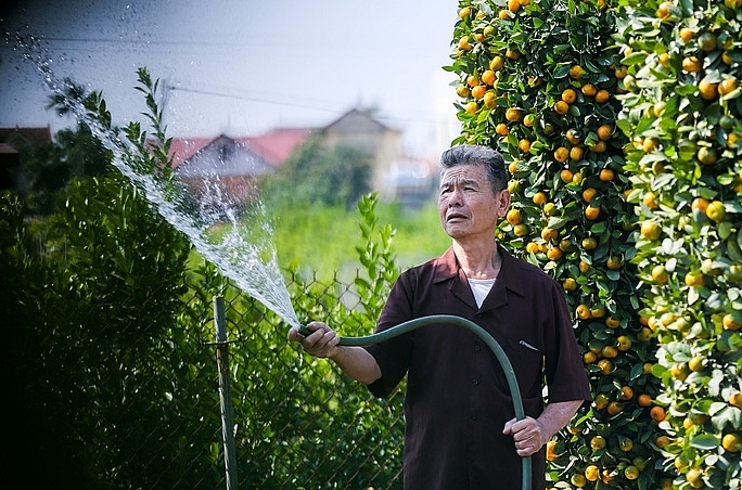 Деревья кумквата в форме вазы по случаю Нового 2022 года по лунному календарю стоят несколько десятков миллионов вьетнамских донгов