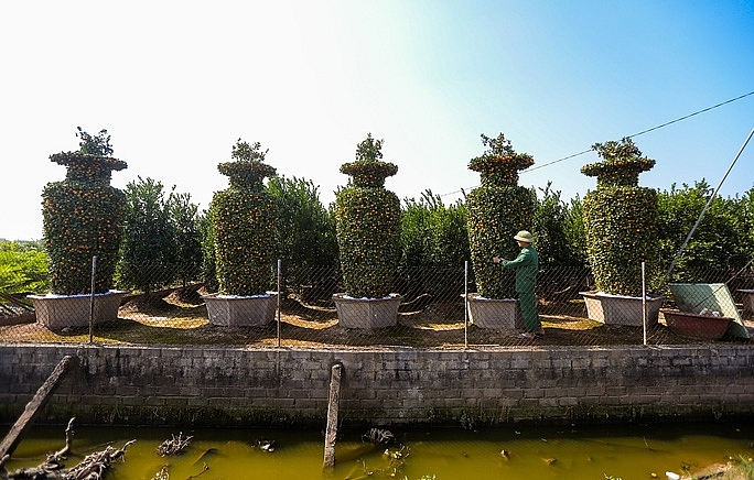 Деревья кумквата в форме вазы по случаю Нового 2022 года по лунному календарю стоят несколько десятков миллионов вьетнамских донгов