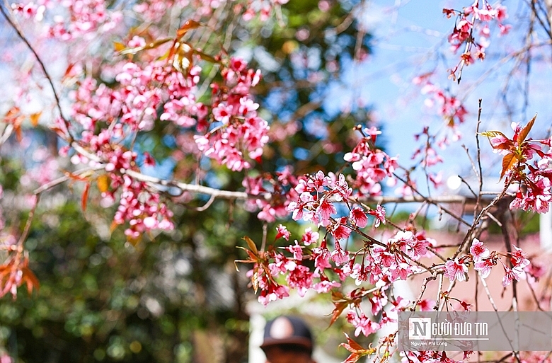 Путешествовать и любоваться вишней вишнеобразной в Далате