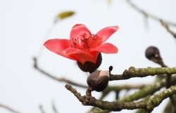 Цветы хлопковое дерева – подарок месяца марта