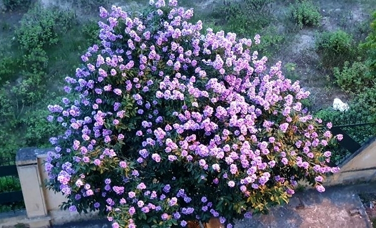 Фиолетовые цветы лагерстремии