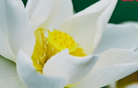 Сезон цветения белых лотосов