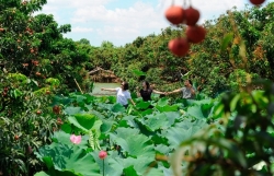 Хайзыонг развивается экологический сельский туризм
