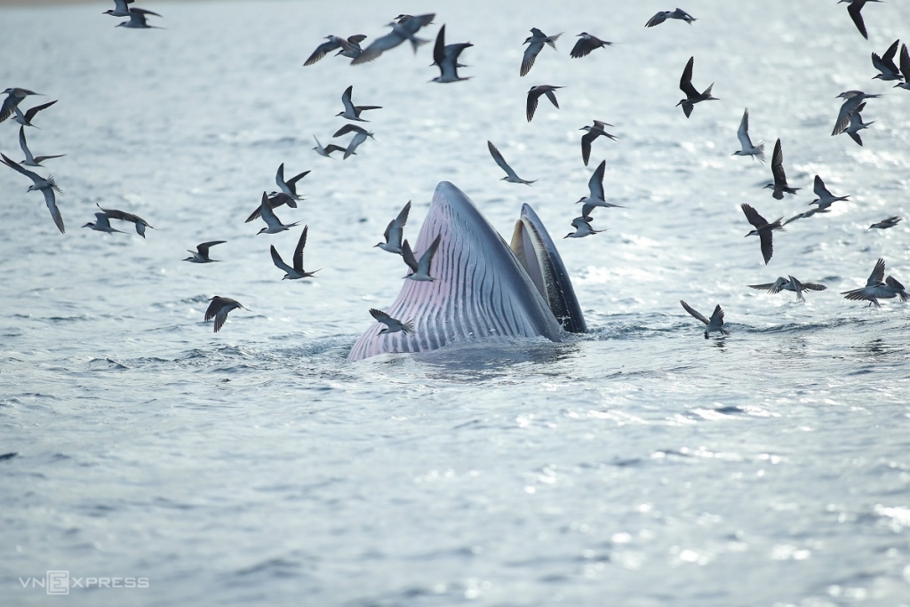 Наблюдение за охотой синего кита в море провинции Биньдинь