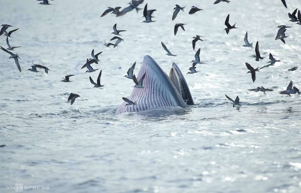 Наблюдение за охотой синего кита в море провинции Биньдинь