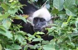 Лангуры в Катба – редкие приматы в мире