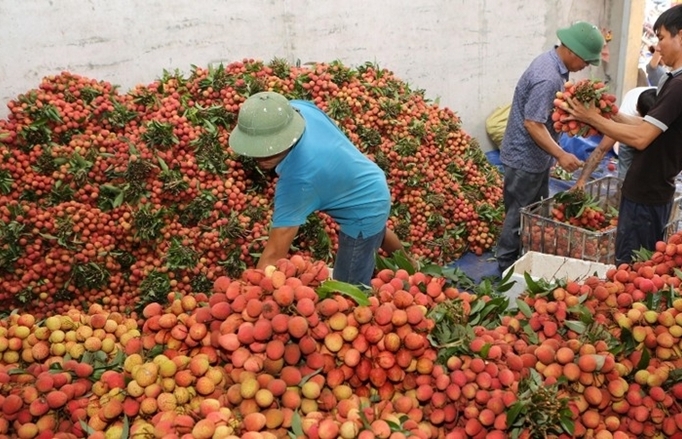 Провинция Бакзянг получила около 6,8 трлн. донгов за урожай личи в этом году