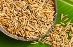 Вьетнамский ученый нашел противораковые вещества из рисовой шелухи