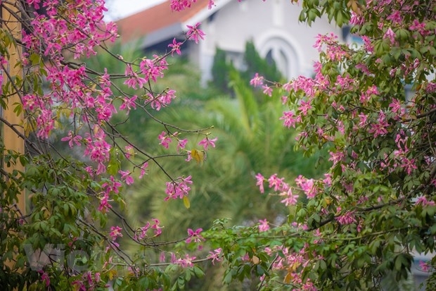 Дерево «хоризия великолепная» красиво цветет в центре Ханоя