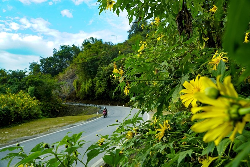 Туризм во Вьетнаме: дикие подсолнухи цветут в горах Дьенбьена