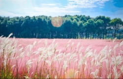 Романтичный холм с розовой травой в Далате