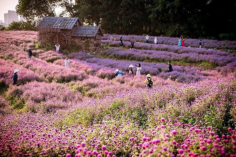 Сад цветов гомфрена в Ханое
